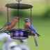 How to Attract Bluebirds: Tips and FAQs