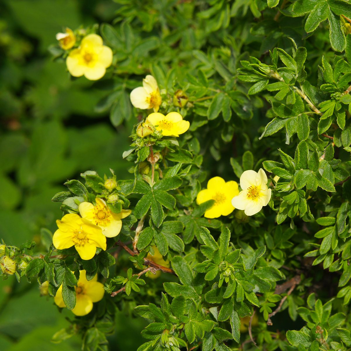 summer flowering shrubs Garden flowers flame scottish artist his just ...