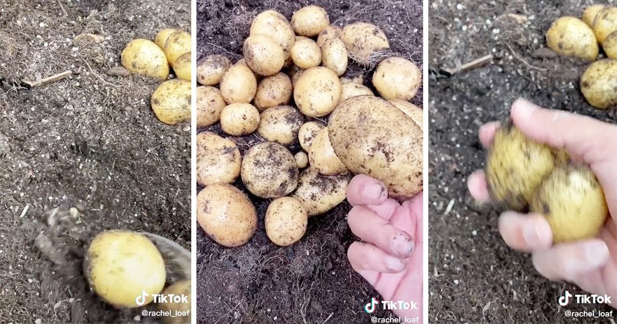 How to Grow Potatoes in a Bag - Food Gardening Network