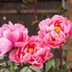 How to Care for Peonies