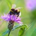 6 Ways You Can Help Save the Bees