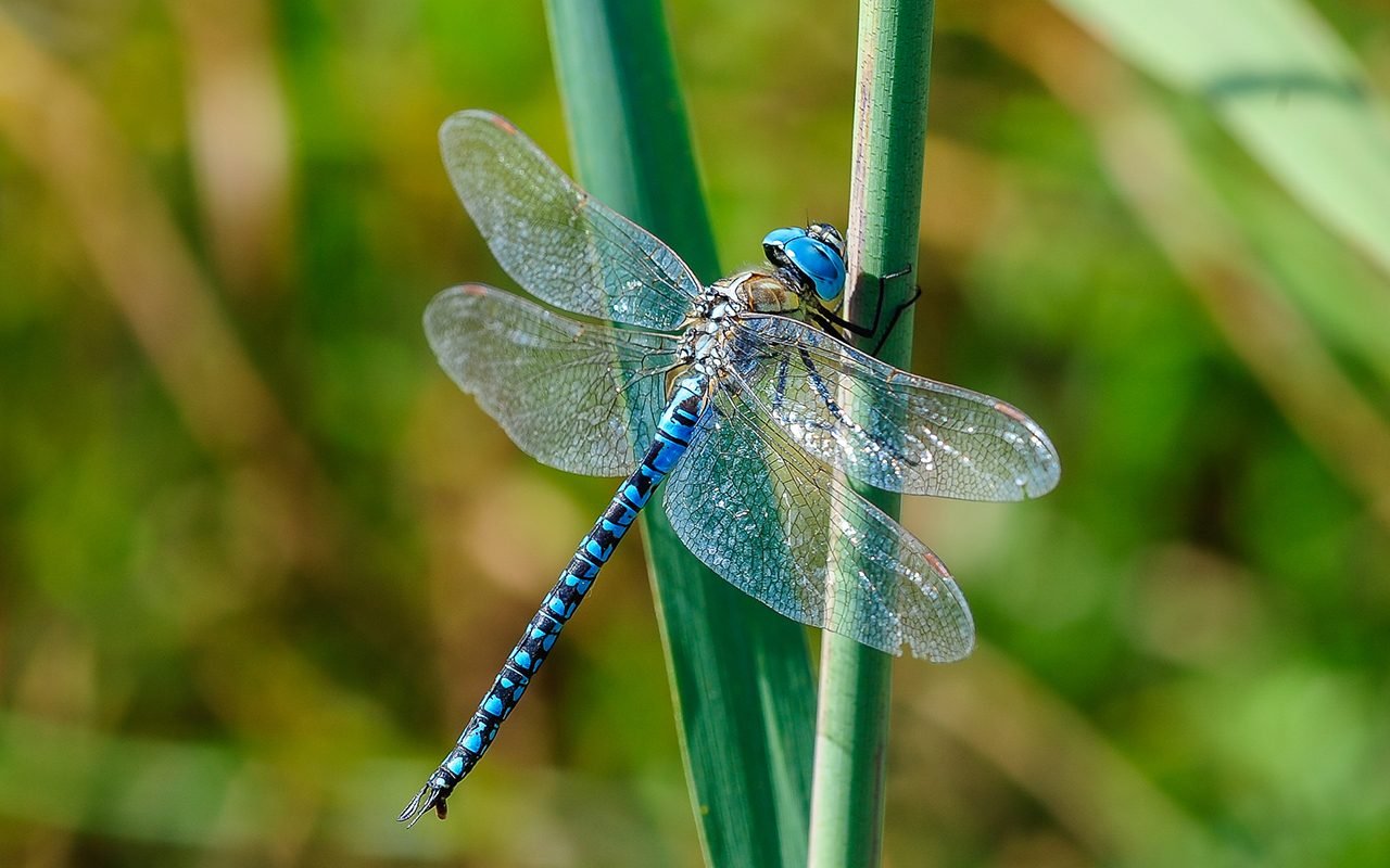 6 Plants That Attract Dragonflies Taste of Home