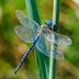 6 Plants That Attract Dragonflies