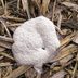 What You Need to Know About the White Stuff on Your Mulch