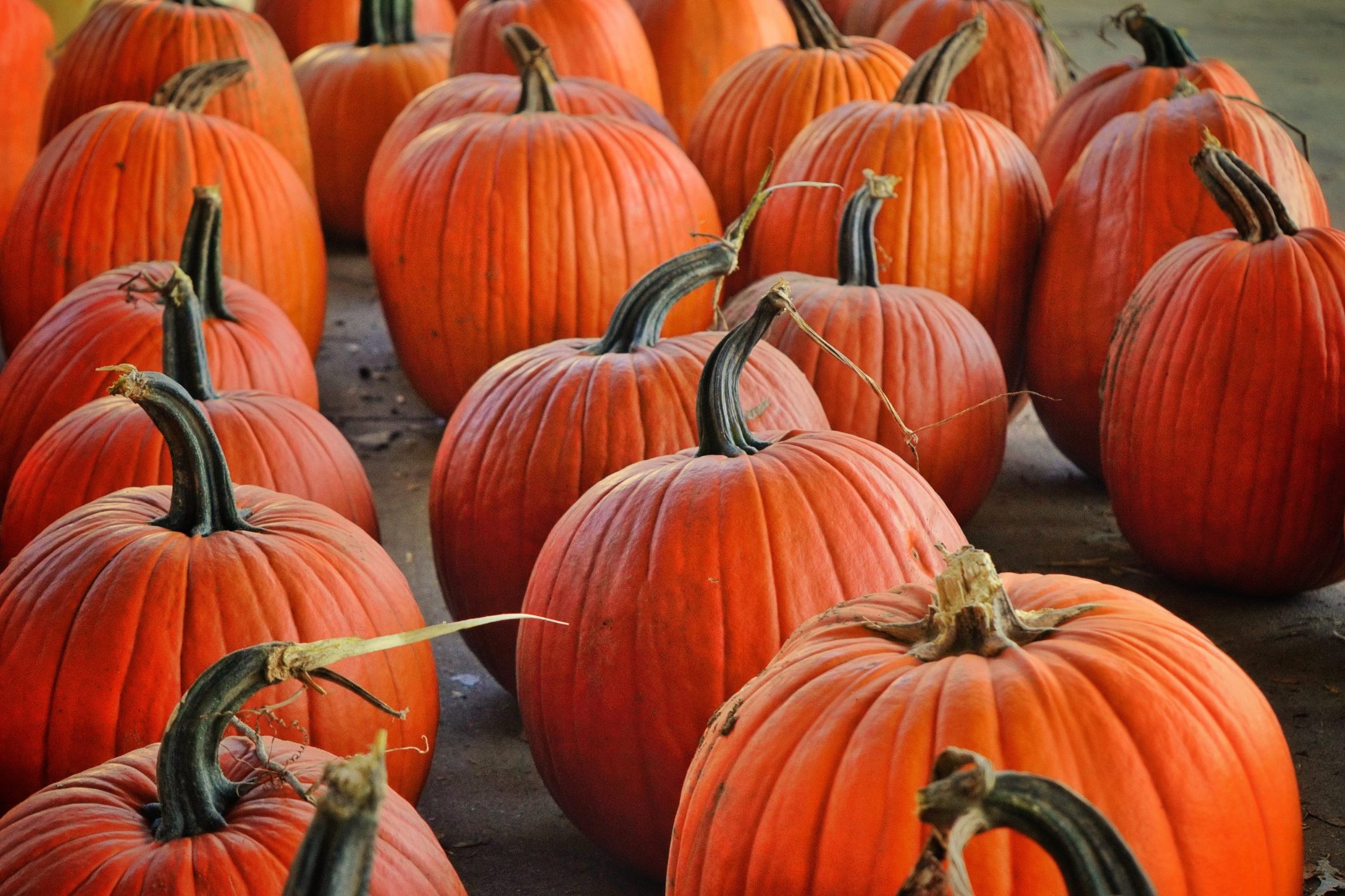 pumpkin patches in and near portland the official guide to portland on where can i buy pumpkins near me now