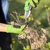 How to Deadhead Hydrangeas, According to an Expert