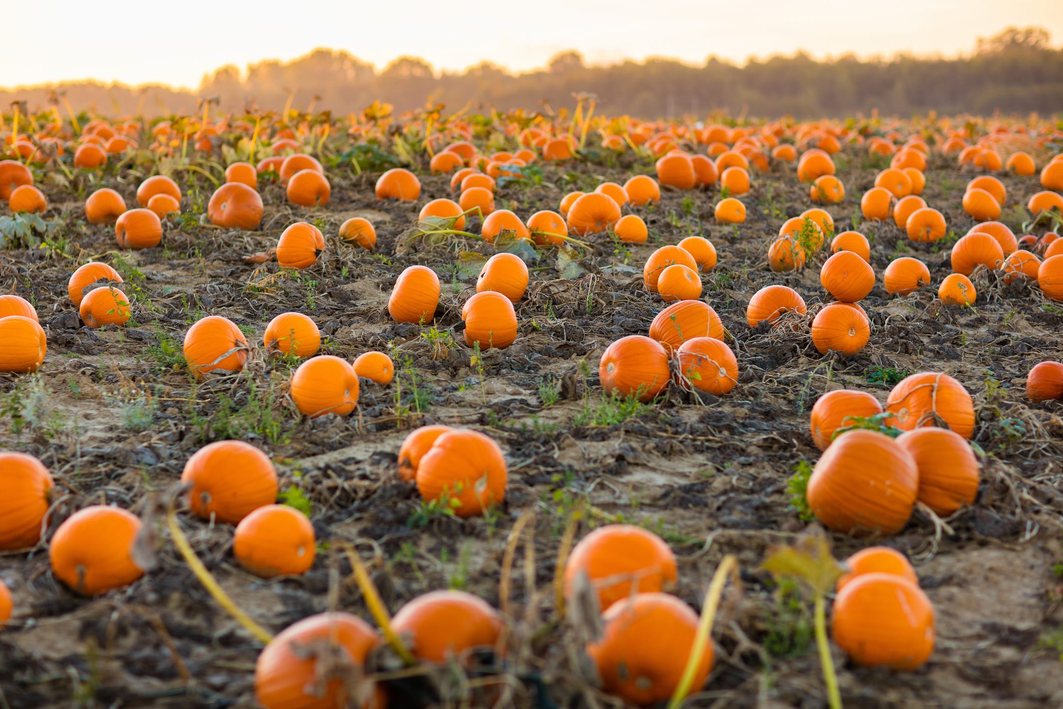 Pumpkin patch