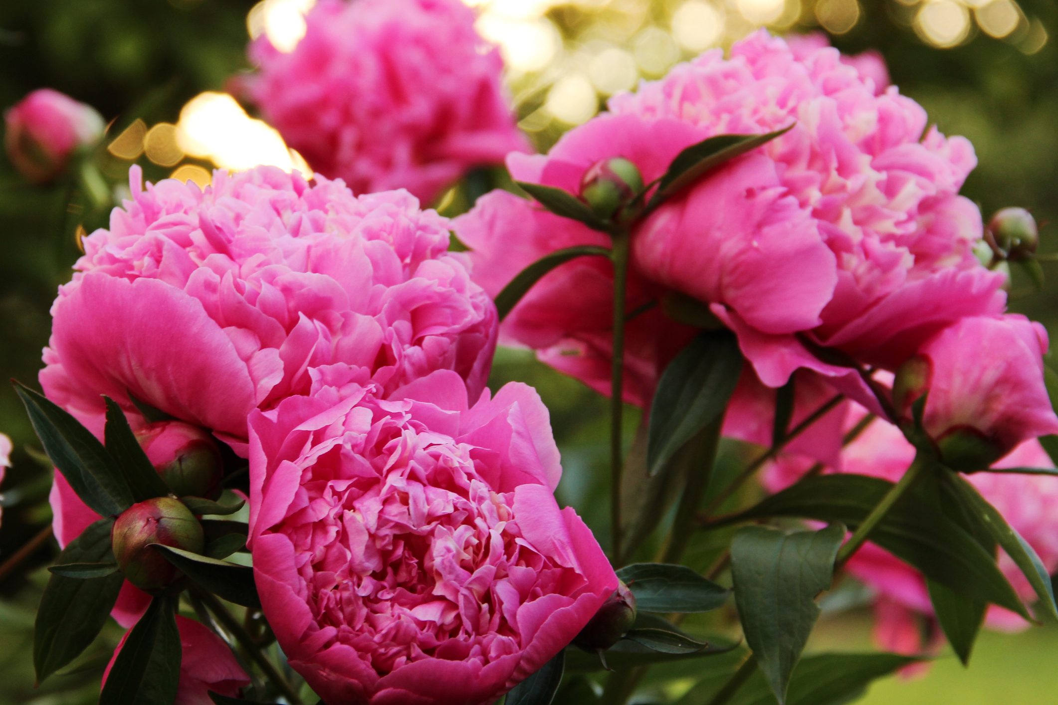 Everything You Need to Know About When to Plant Peonies