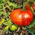 Why Do Tomatoes Split? Here's Your Answer, Plus How to Prevent It