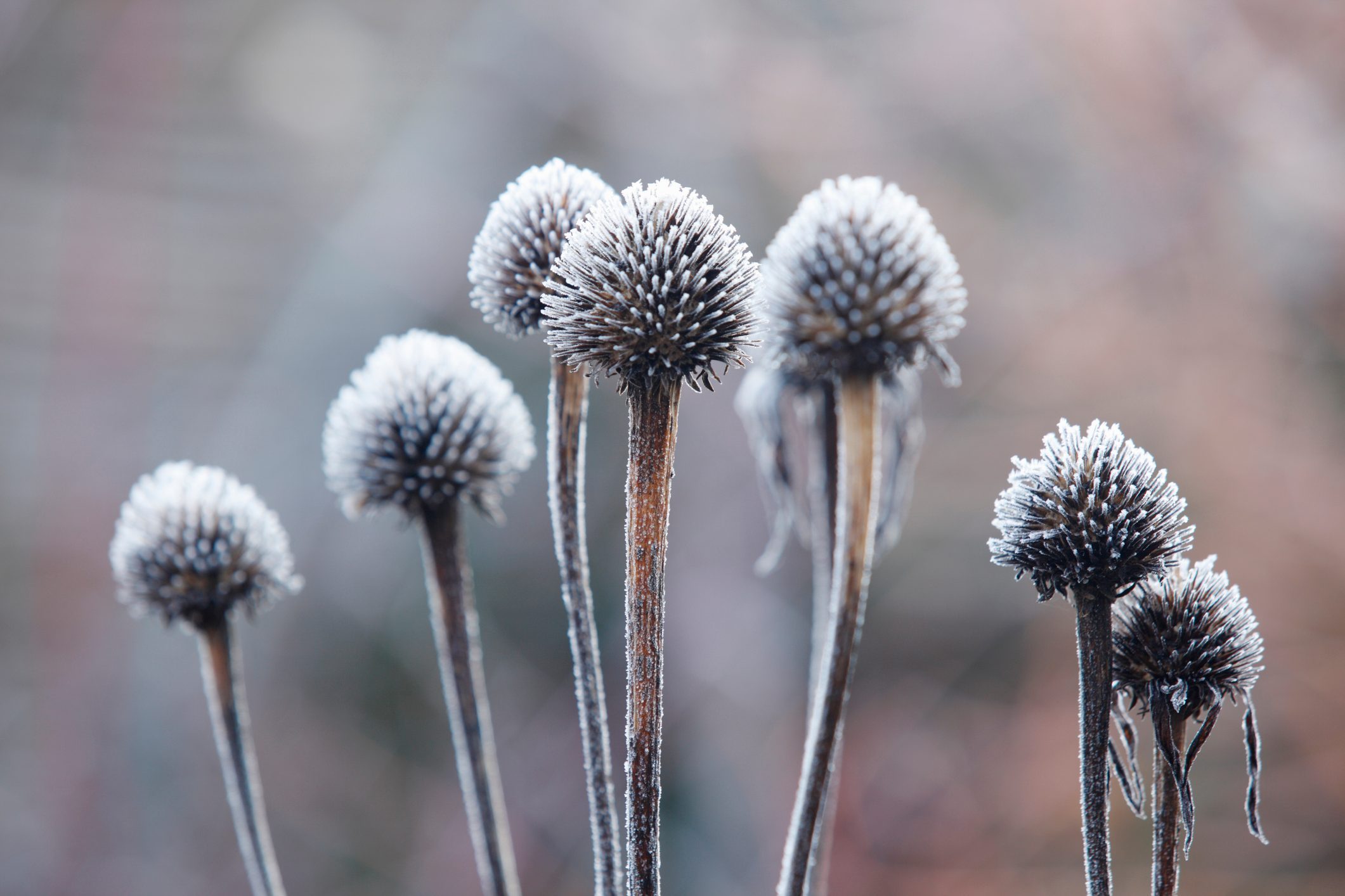 Frost Covered Seed Heads Of Echinacea Purpurea