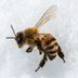 Do Bees Need Water in Winter?