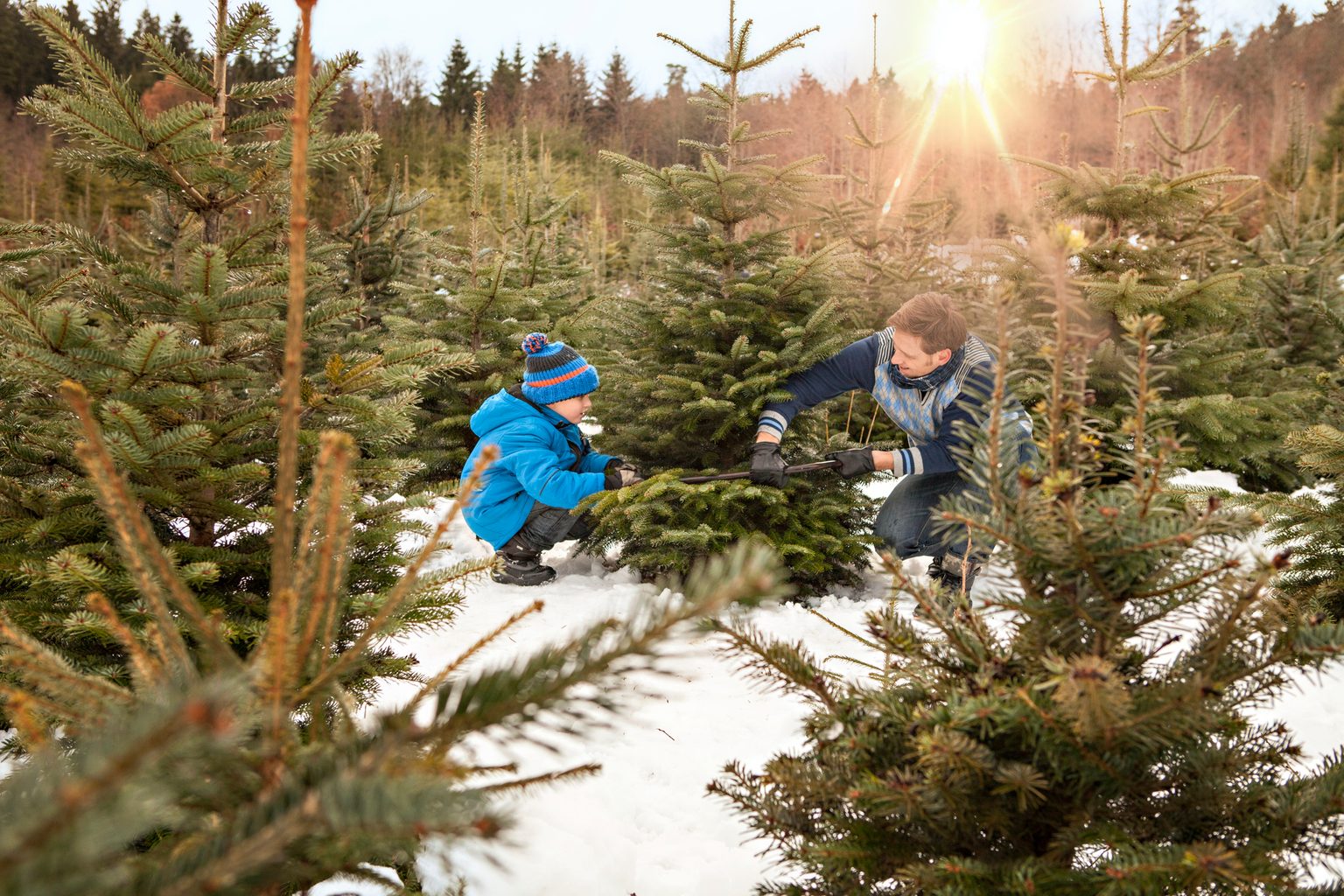 What to Know About Praying Mantis Eggs in Christmas Tree Branches