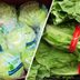 What's the Difference Between Iceberg Lettuce and Romaine?