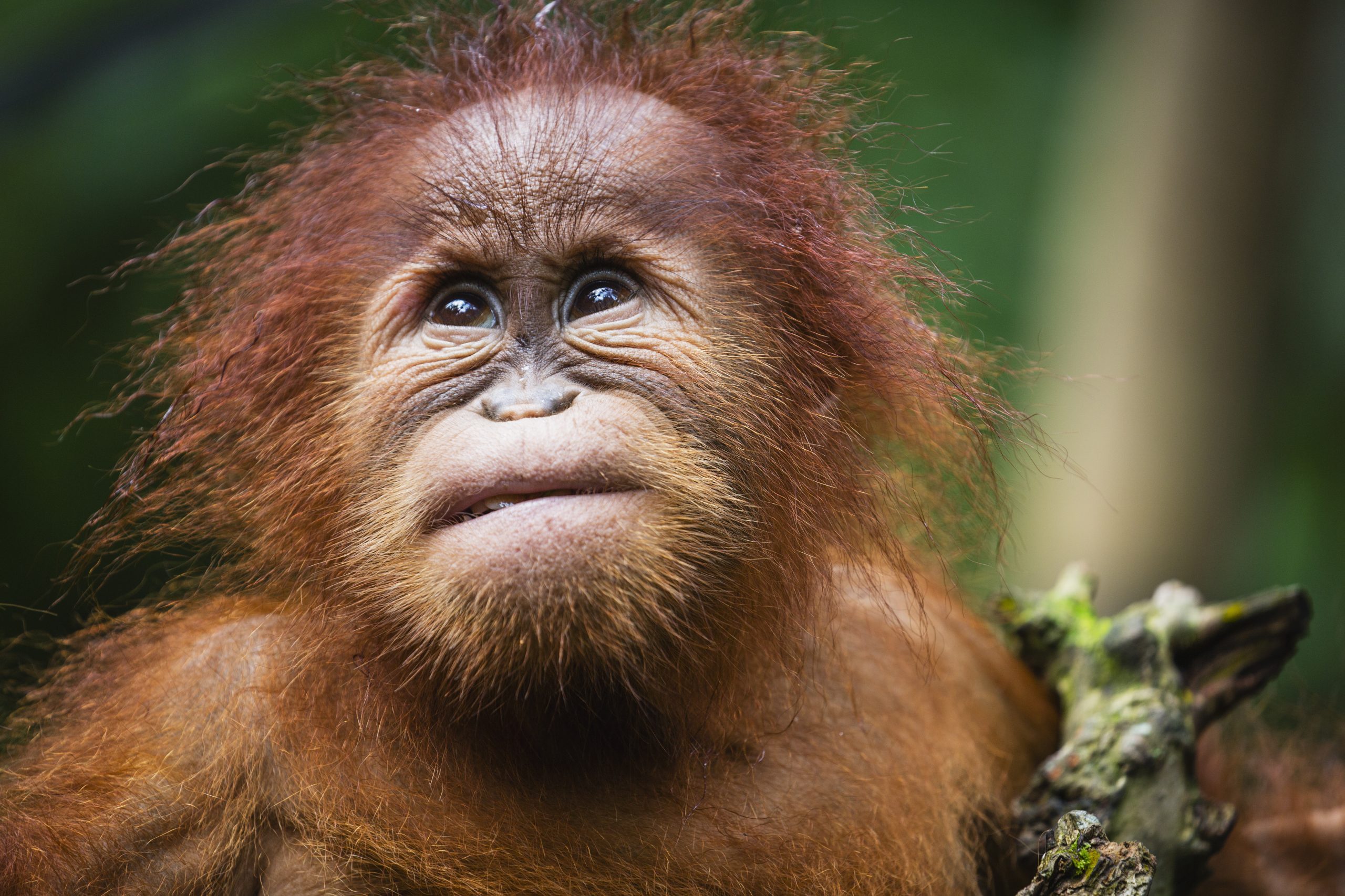 baby orangutan in nature