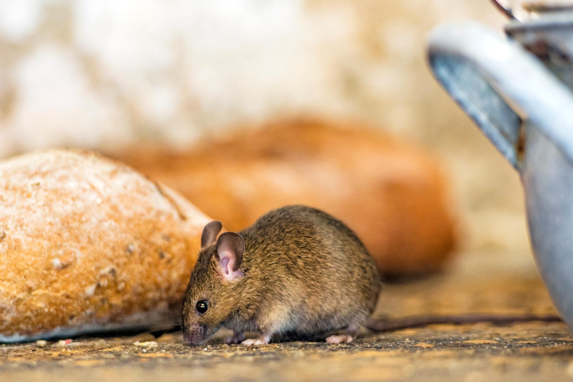 Got Mice? Find Mouse and Rodent Proof Garage Storage Ideas