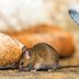 Here's How to Evict Mice from Your Kitchen