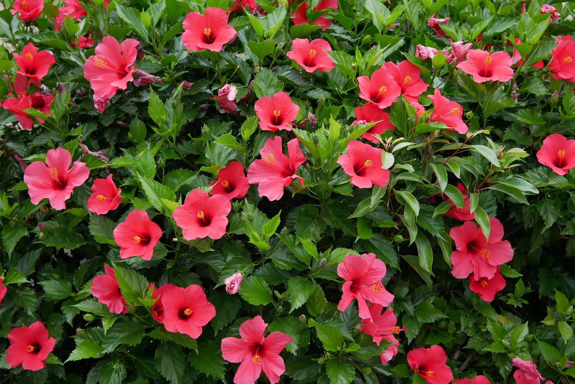 High Angle View Of Pink Flowering hibiscus Plants