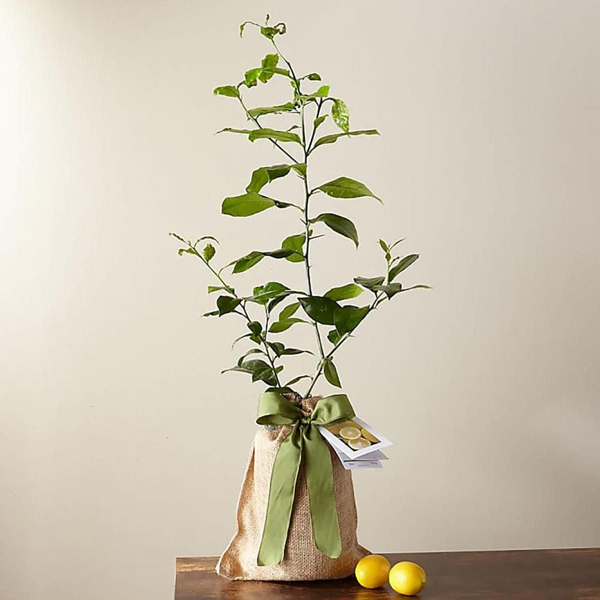 Petite Meyer Lemon Tree