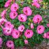 'Candy Crush' Hibiscus Flowers Will Make Your Garden Even Sweeter