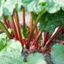 How to Grow Rhubarb