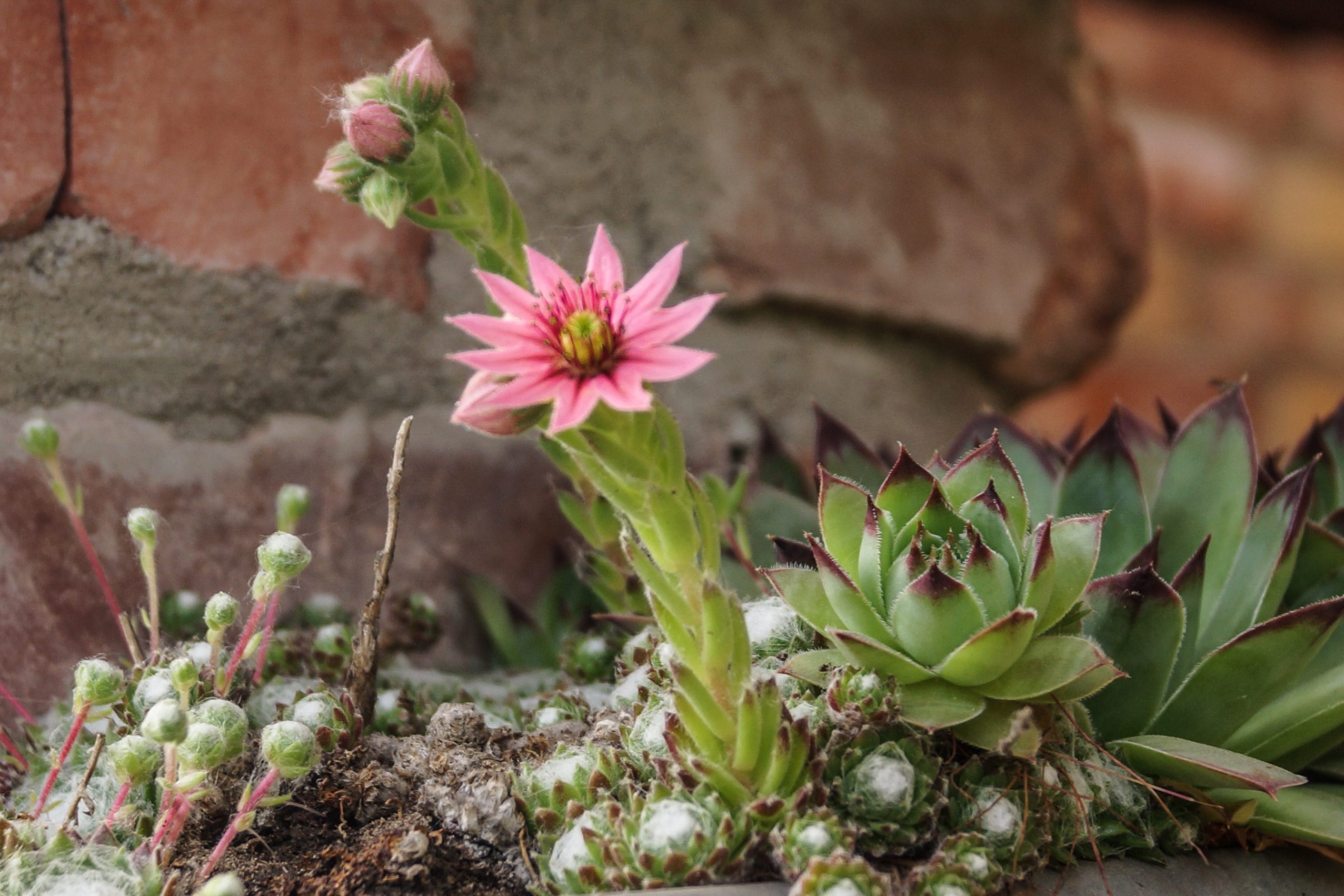 11 Succulents That Will Attract Bees and Other Pollinators to Your Garden