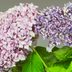 How to Revive the Wilting Hydrangeas in Your Bouquet