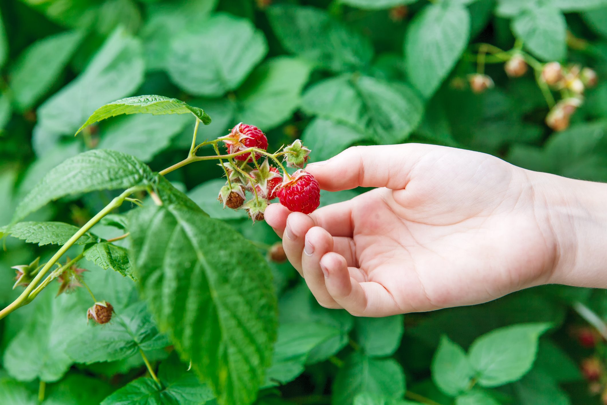 Raspberry picking tips