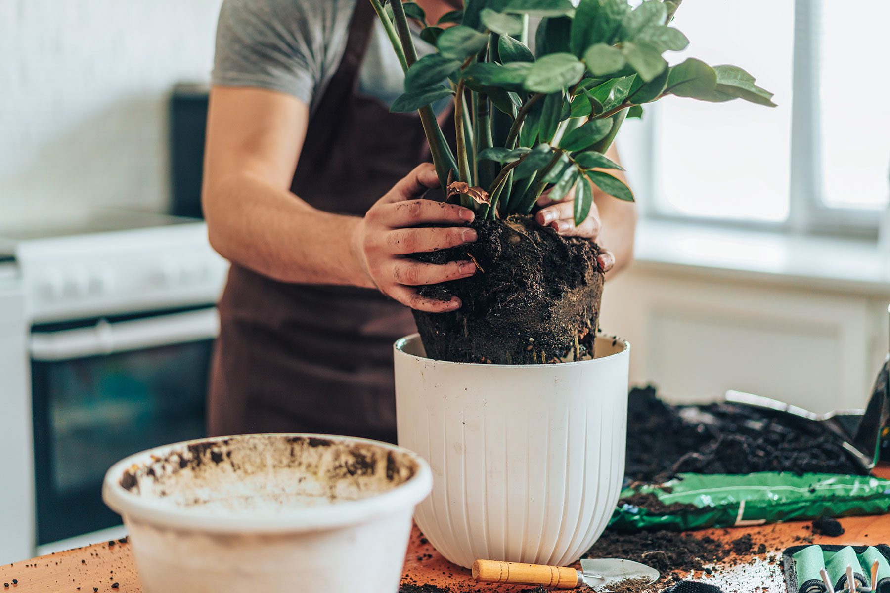 Your Guide to Pottery and Planters For Indoor Plants
