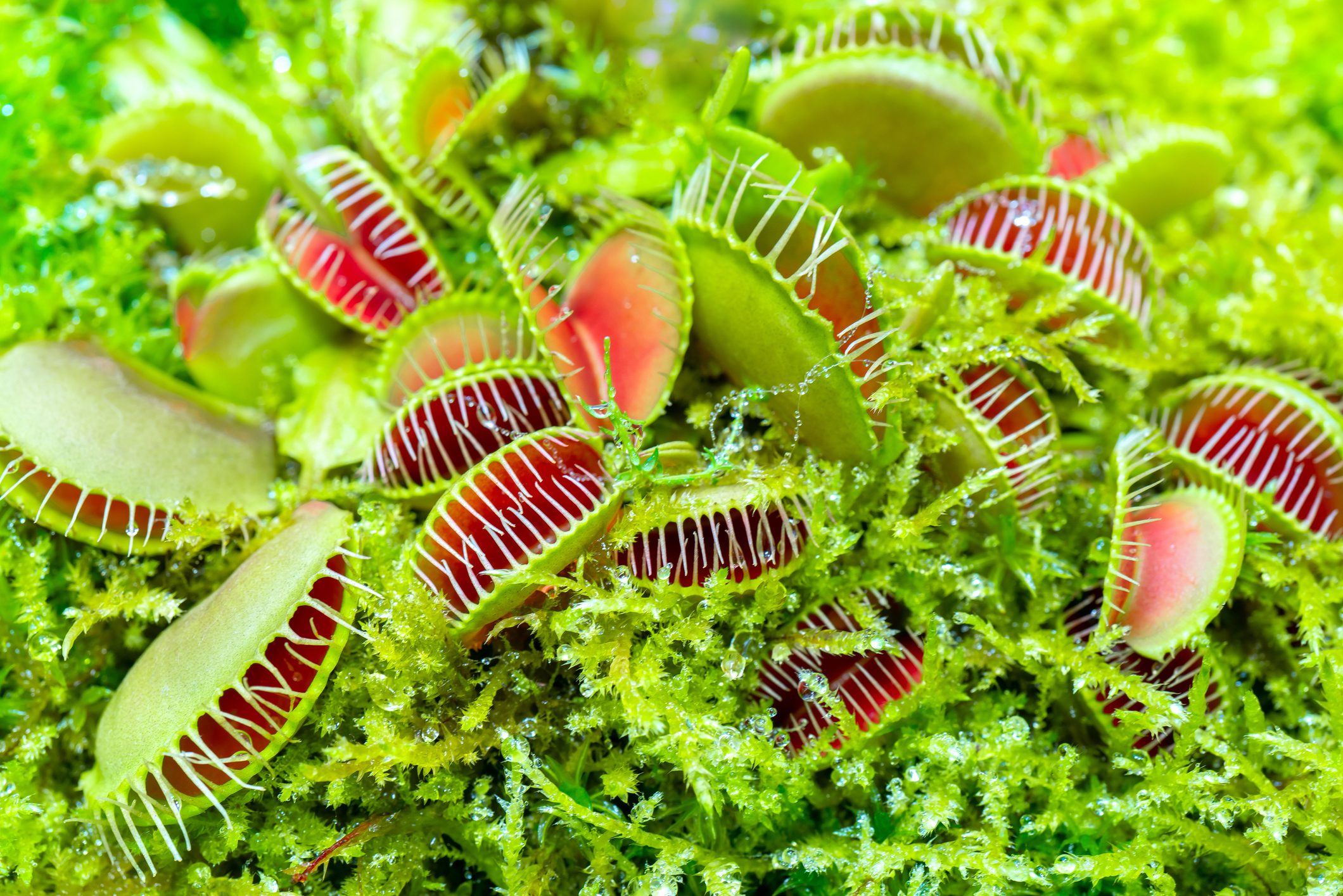Venus Flytrap: How to Care for This Carnivorous Houseplant