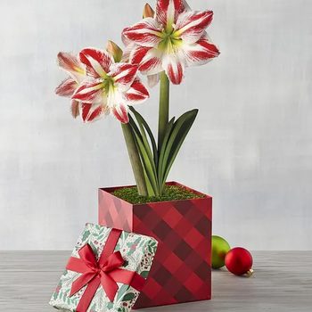 14 Best Christmas Flowers to Send to Loved Ones 2022 | Taste of Home