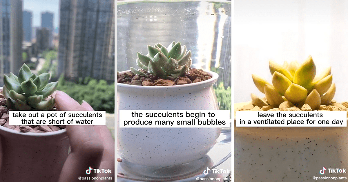 How Often To Water Succulents Social Crop Updated Via Tiktok 
