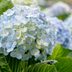 How to Take Care of Your Hydrangeas in Winter (for Big Blooms Next Summer)
