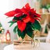 How to Care for Poinsettias So They Last All Season