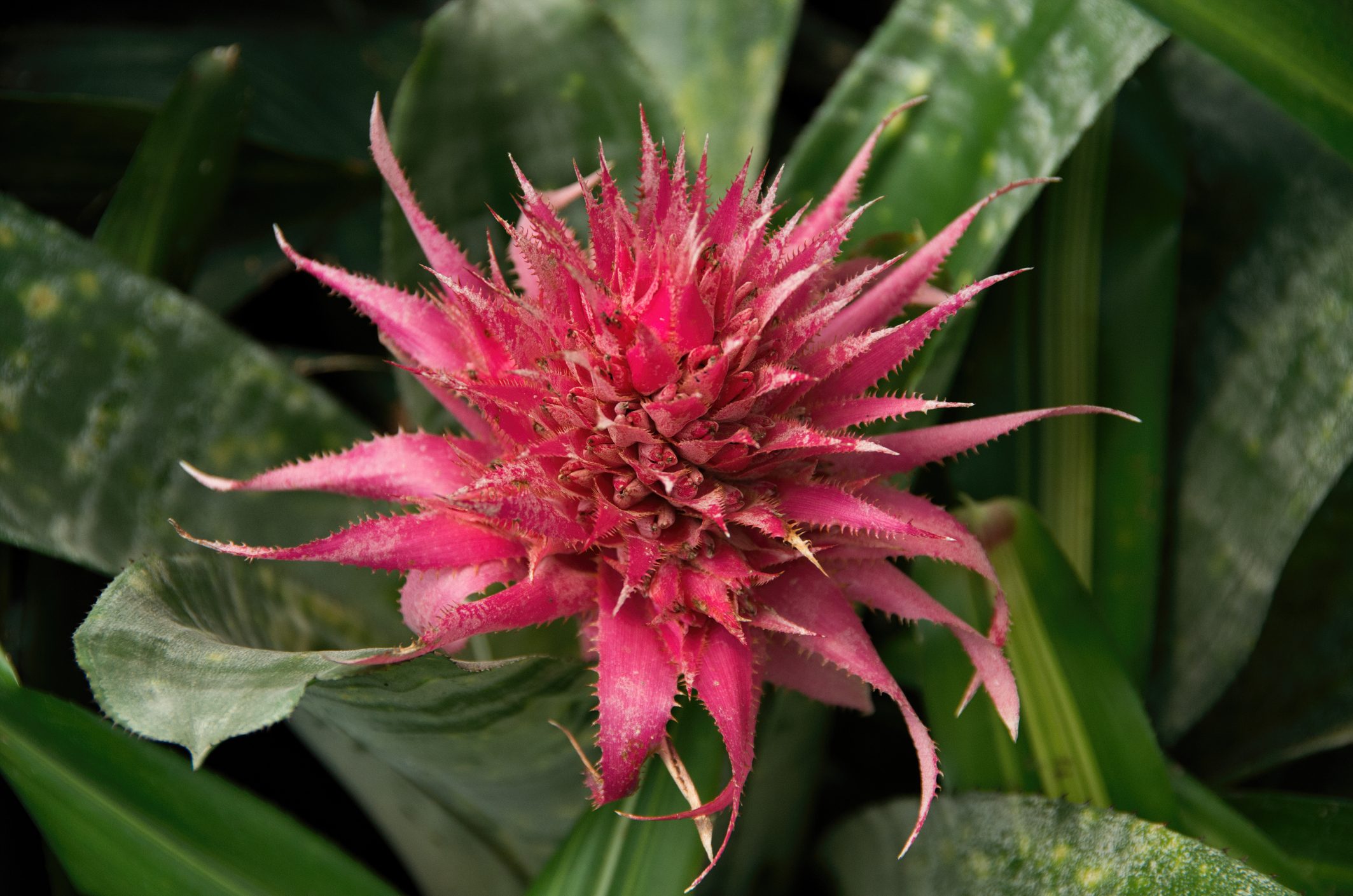 Bromeliad (Aechmea fasciata) in flower