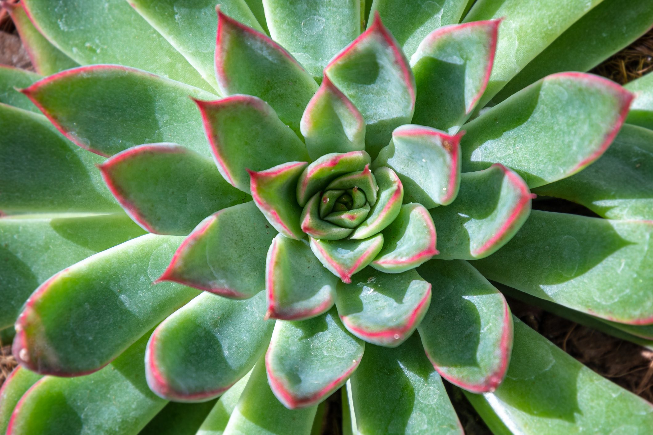 Echeveria succulent plant, top-down view