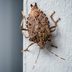 How to Get Rid of Stink Bugs