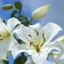 Your Guide to Caring for an Easter Lily