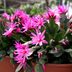 How to Grow and Care for an Easter Cactus So It Blooms Every Year