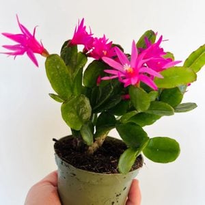 Spring Cactus