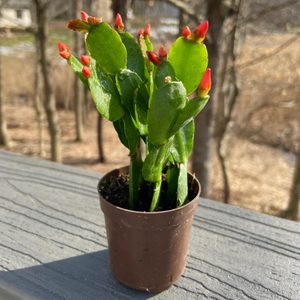 Easter Cactus