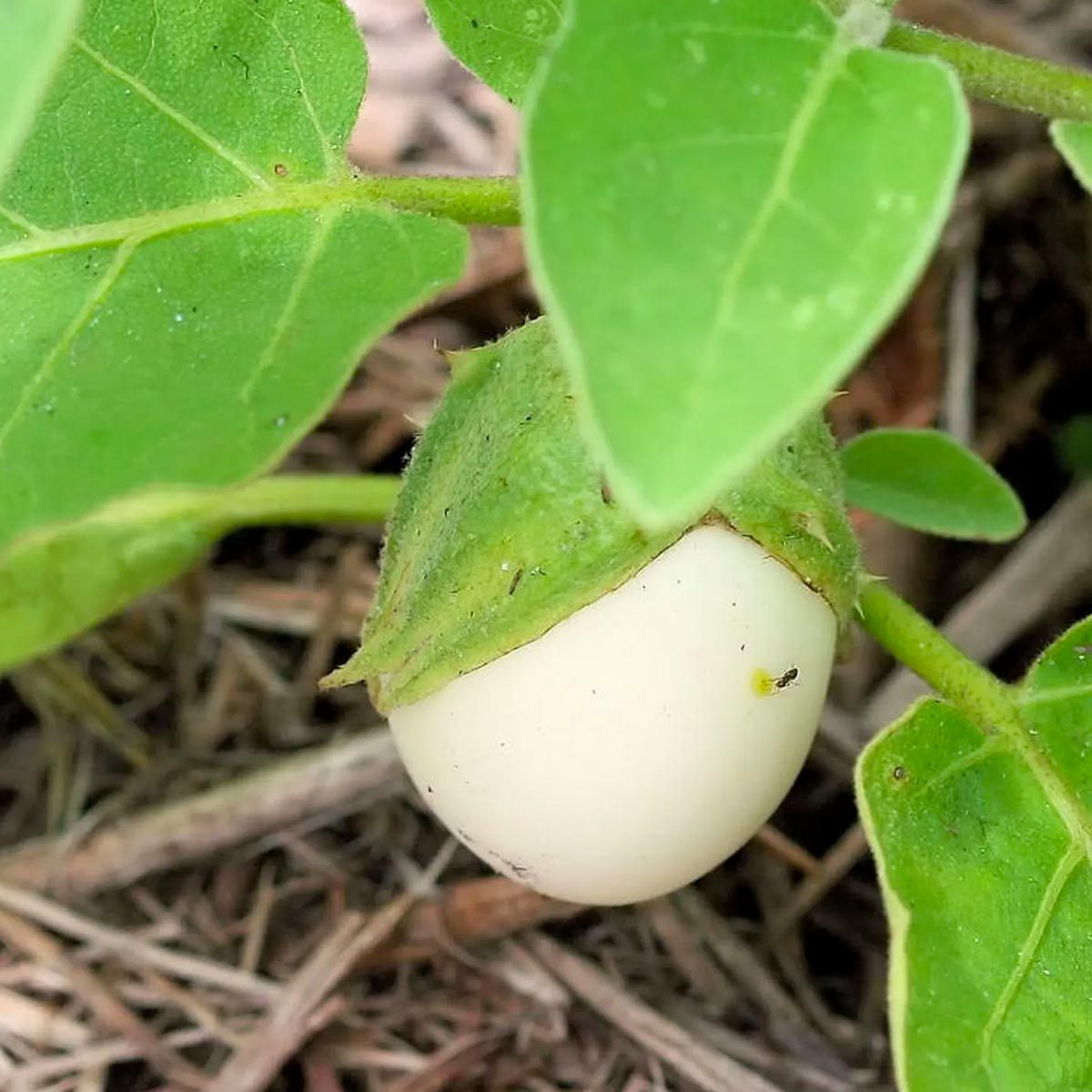 Easter Egg Plant 