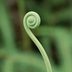 What Are Fiddlehead Ferns?