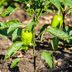 Everything You Need to Know About Pruning Pepper Plants