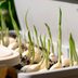 You Can Grow Garlic Indoors with Your Grocery Store Sprouted Garlic Cloves