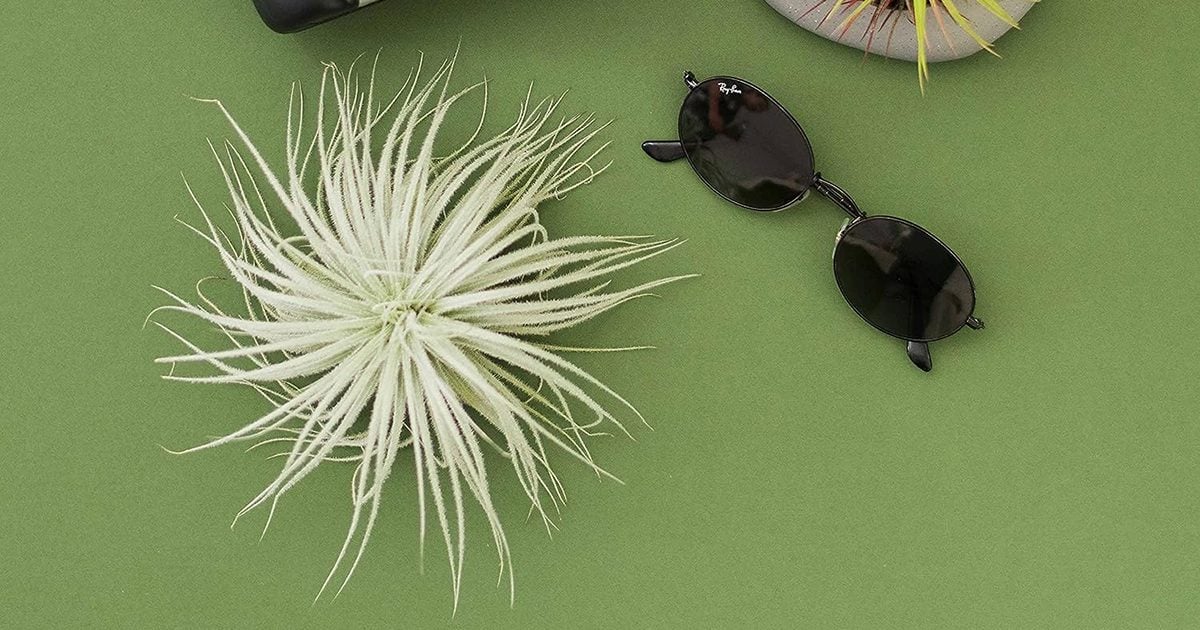 20 Types of Air Plants That Will Brighten Your Home with Barely Any Work