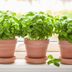 How to Grow Basil Indoors and When to Harvest It