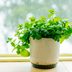 Your Guide to Growing Mint Indoors, Plus When to Harvest It
