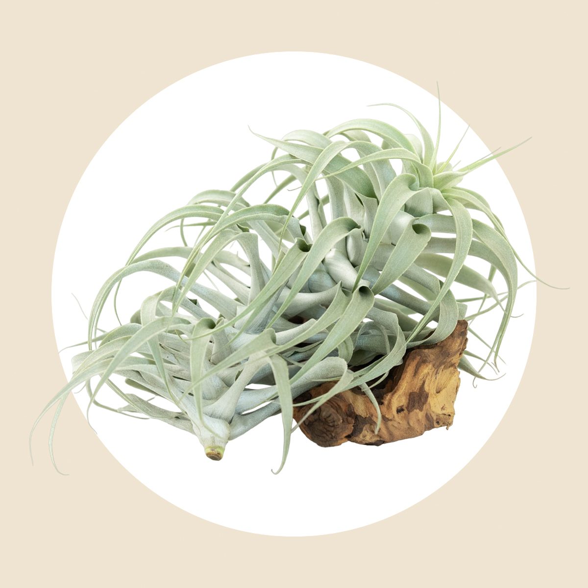 12 Inch Air Plant - Tillandsia usneoides - Spanish - The Succulent Isle