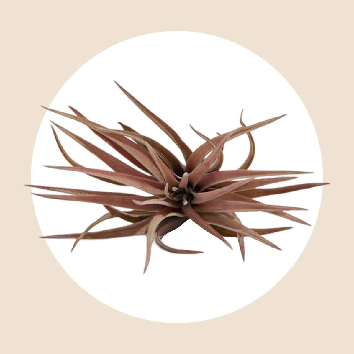 Tillandsia Velutina Ecomm Via Livelyroot.com