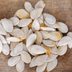 Can You Eat Pumpkin Seed Shells?